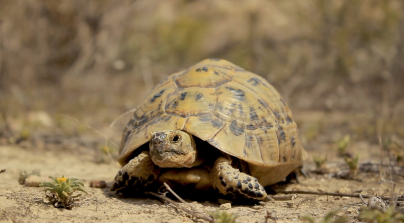 Fig 2. Frame of spur-thighed tortoise (Testudo graeca) from the short documentary film The eyes of the land. Marcos Altuve Fig 2. Frame of spur-thighed tortoise (Testudo graeca) from the short documentary film The eyes of the land. Marcos Altuve
